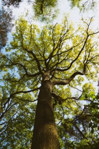 Low-angle shot of a sprawling oak tree highlighting its vibrant foliage against the sky in Raismes, France.