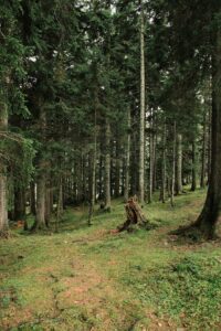 Tranquil forest scene with coniferous trees and lush greenery, perfect for nature lovers.