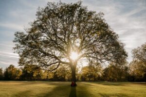 A serene autumn scene with sunlight filtering through a large tree in a park setting.