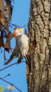 A striking red-bellied woodpecker perched on a tree trunk against a clear blue sky.