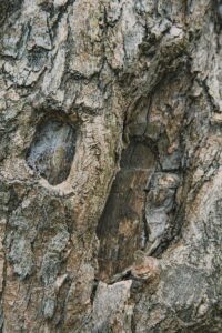 Textured backdrop of aged tree trunk with dry uneven bark and dense structure in daytime
