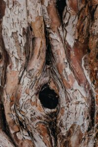 Detailed view of rugged tree bark texture showing natural patterns and colors.
