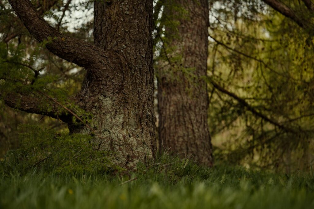 pexels-photo-30542506 A serene view of larch trees with textured bark in a lush green forest, capturing nature's essence.