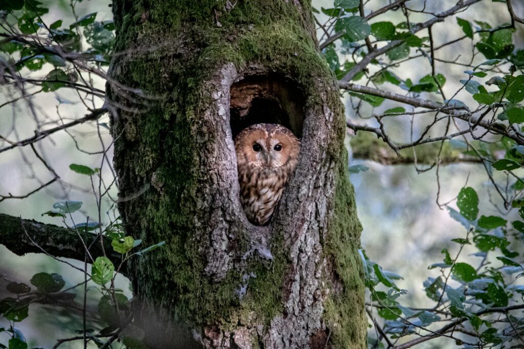 pexels-photo-9674864 Close-up of a tawny owl peering from a moss-covered tree hollow in the forest.